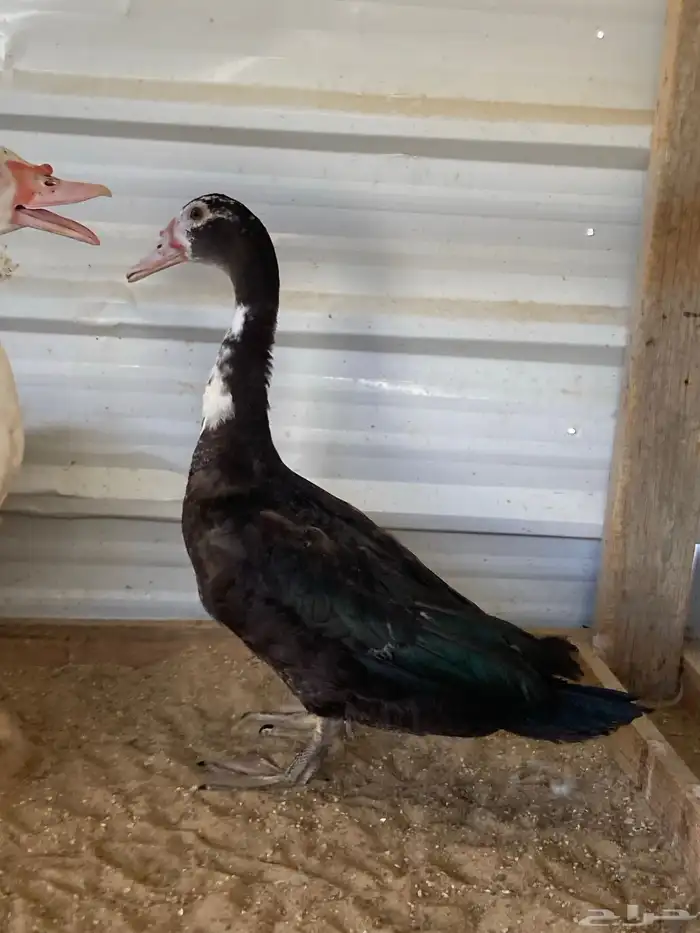 للبيع ذكور بط مصري 4