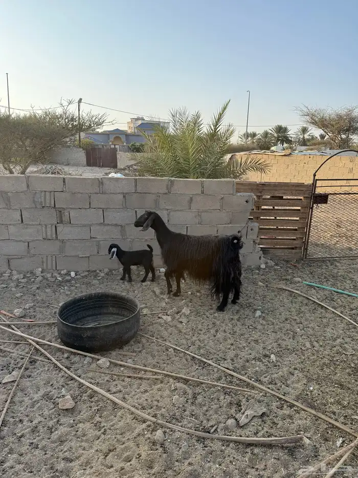 للبيع عنز والد 0