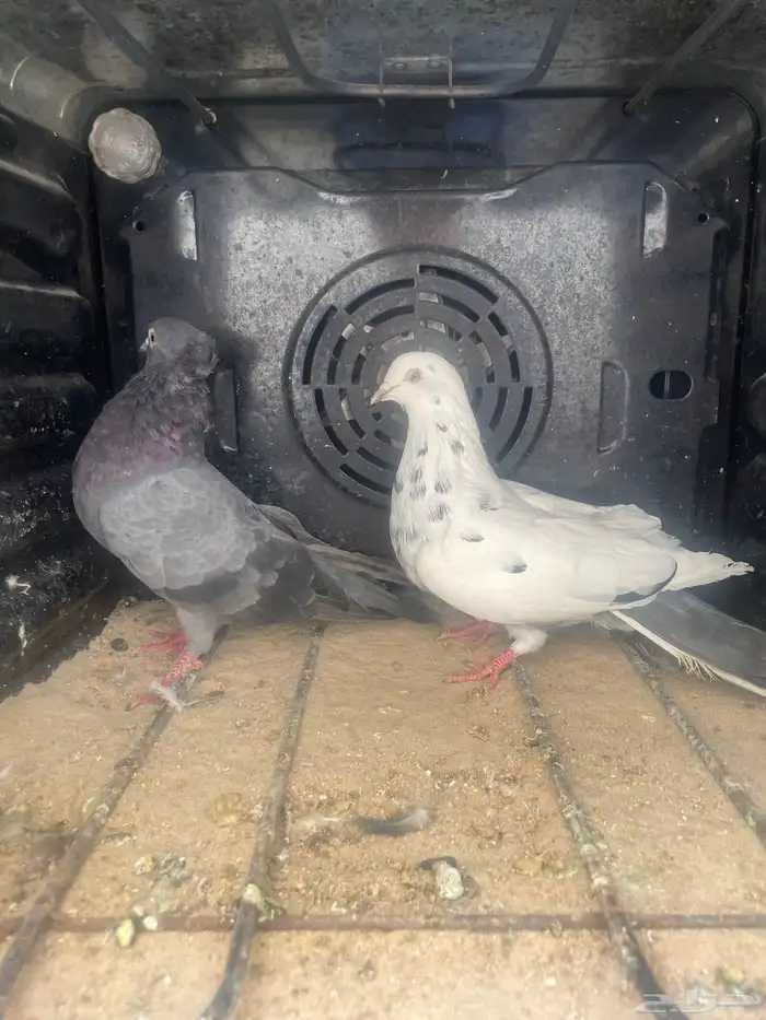 حمام زوج قطيفي 1