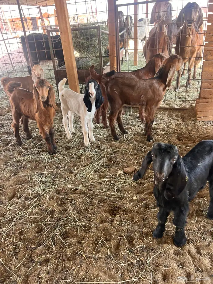 معزا متابيع 8 معها 16 8