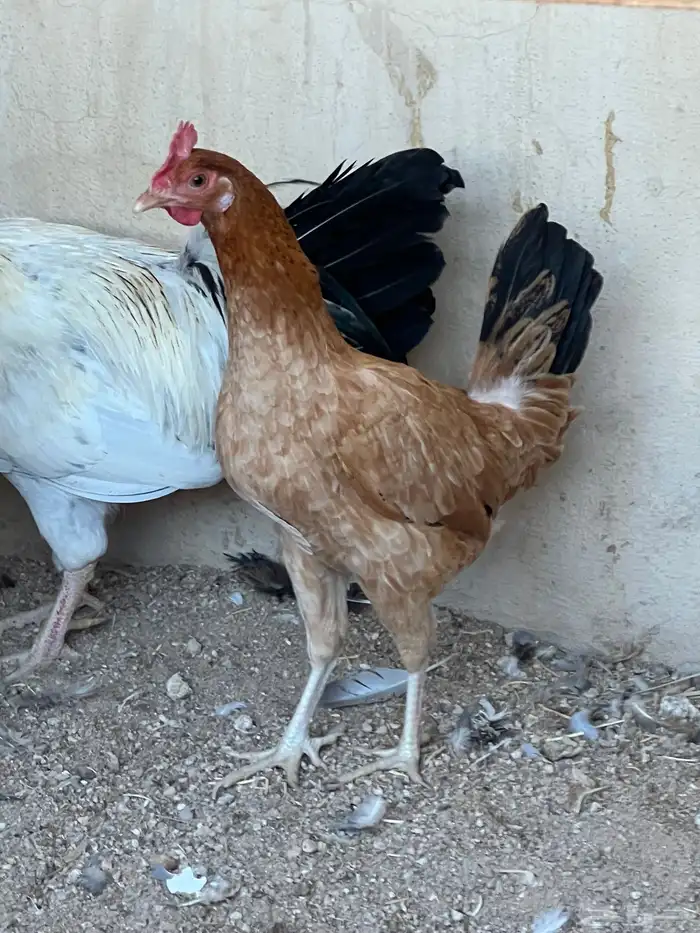 للبيع دجاج شرط بياض وصحه تب التب 3