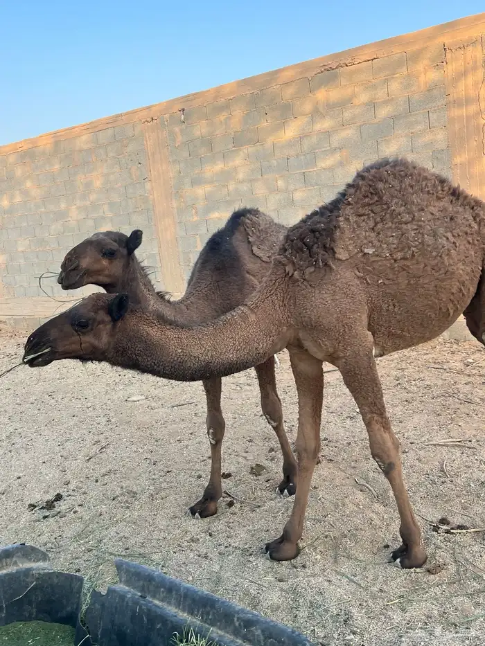 حشو طيبه للبيع 4