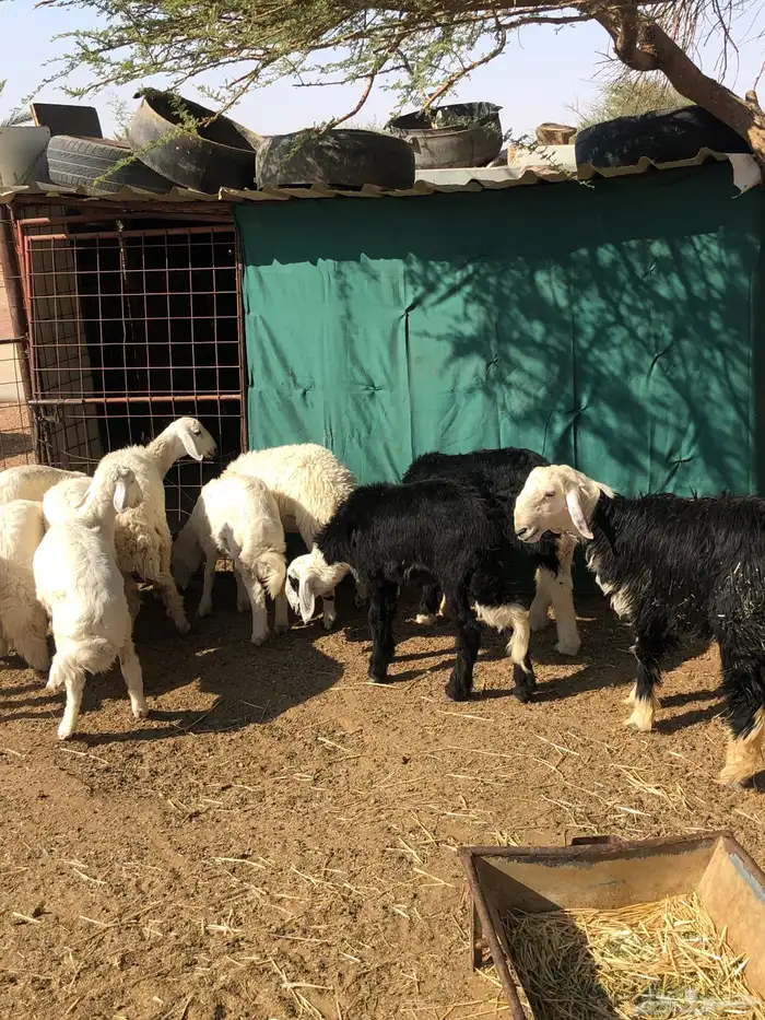 القويعيه الرويضه بالعرض 3