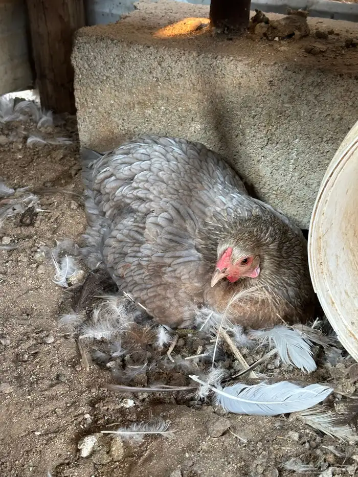 طقم دجاج براهما وديك 6