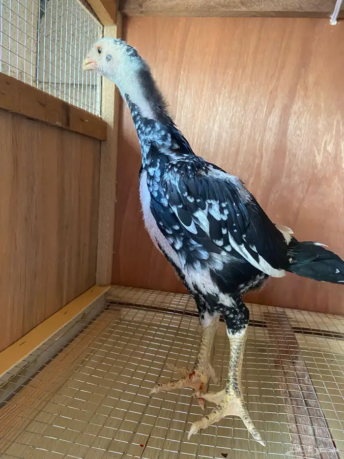 فرخ شامو الماني هزاز 2