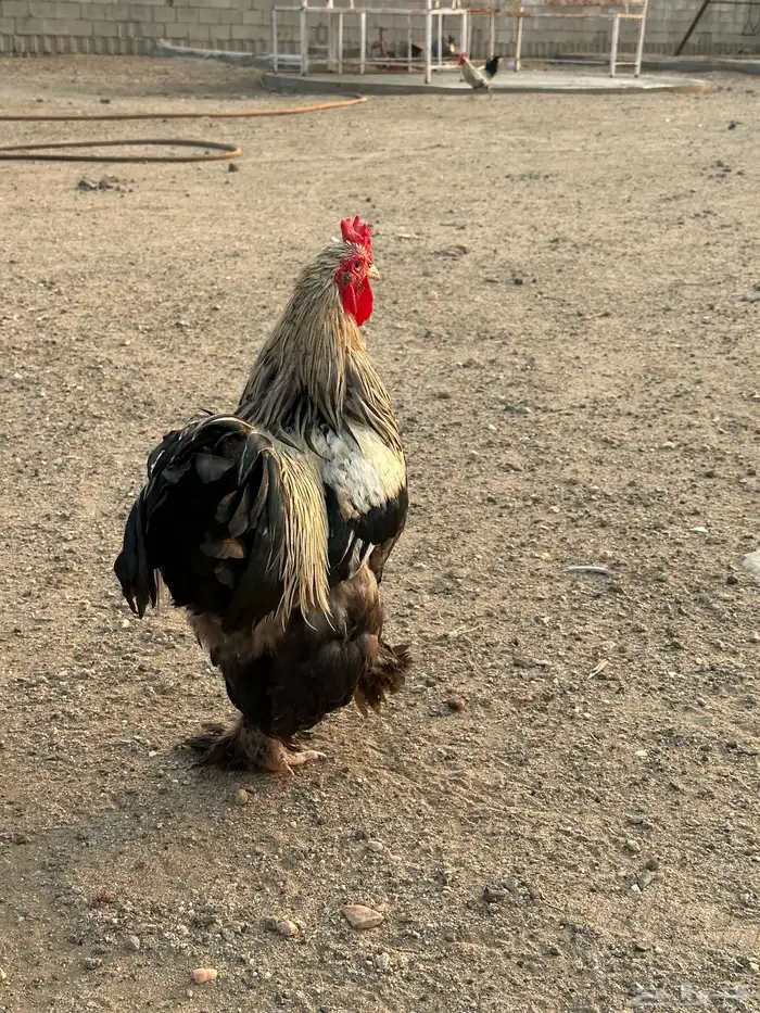 طقم دجاج براهما وديك 2