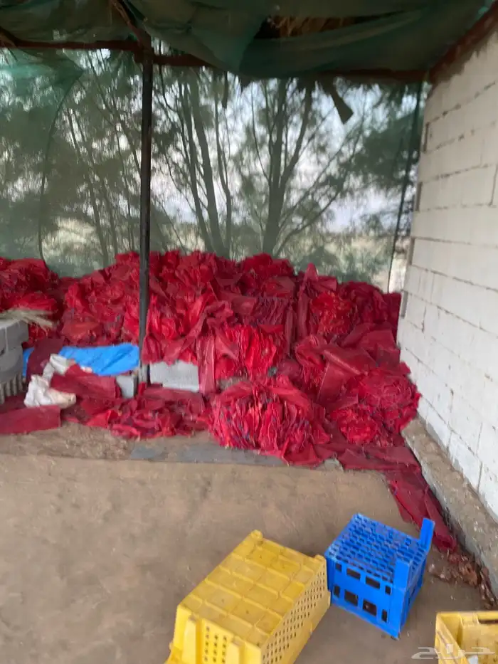 اكياس بصل جديده 0