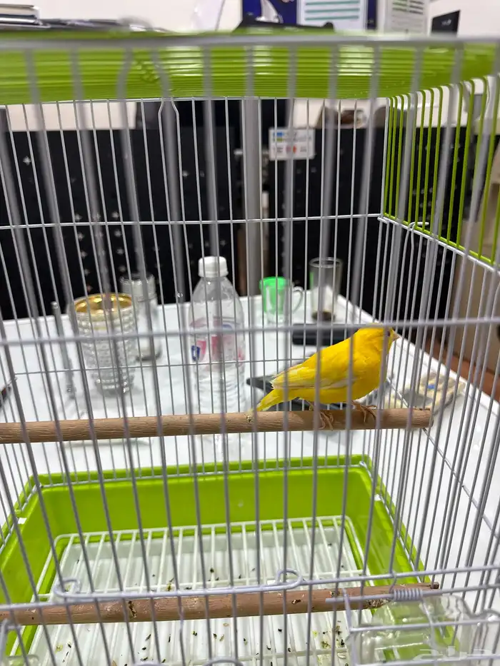 للبيع كناري إيراني 1