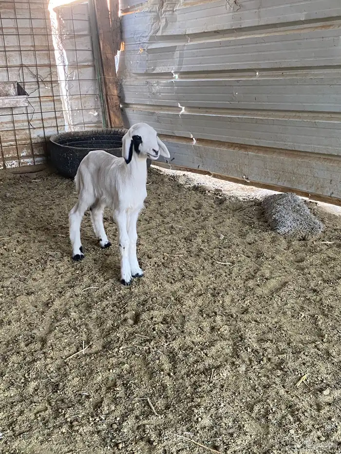 للبيع داغور خروف حري 0