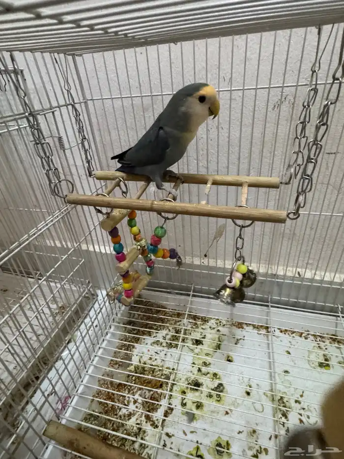 طيور الحب بادجى و روز للبيع 8