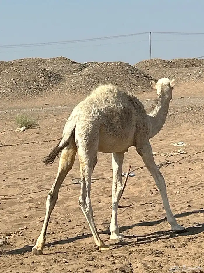 بكره طيبه ساسها طيب وامها مجمعه ومزيونه عمره 6 شهور تقريبا 2