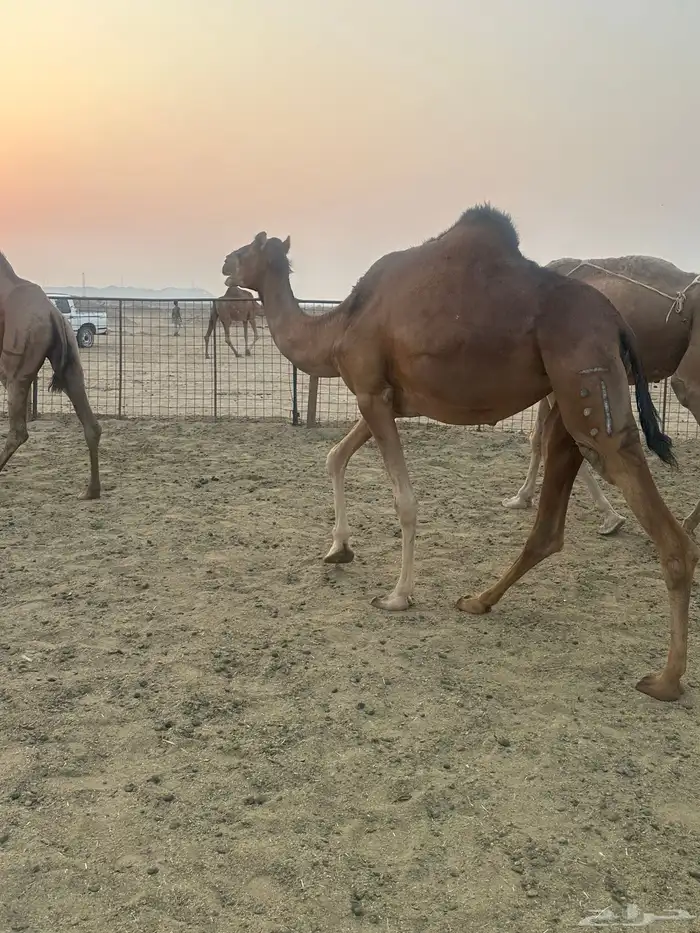 بكره حمراء دهماء ساحليه 0