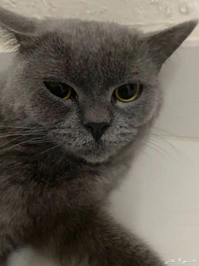 قط لتبني مع لتربوكس الموقع قرية العليا وفي توصيل النعيرية 1