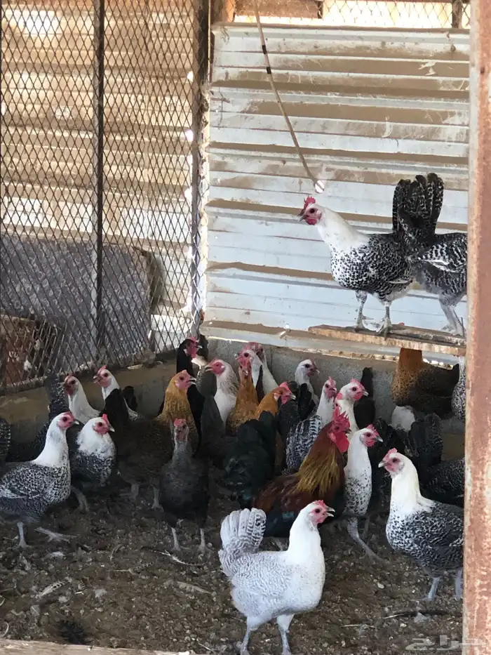 دجاج فيومي العدد 30 -  35 1