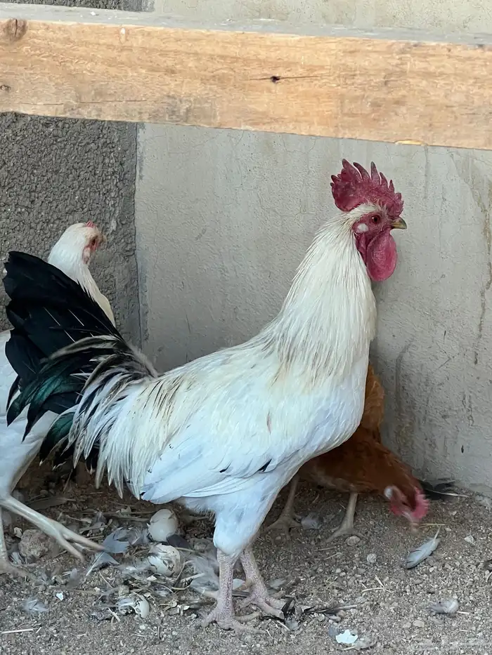 للبيع دجاج شرط بياض وصحه تب التب 0