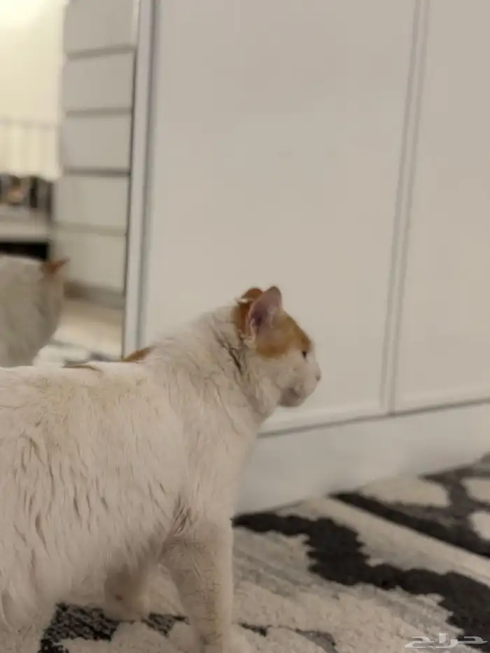 قط شيرازي ذكر معقم للتبني 0