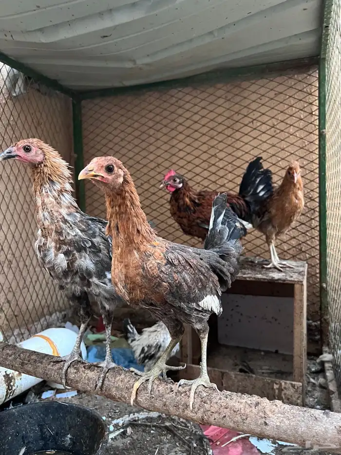4 دجاجات وديك للبيع 0