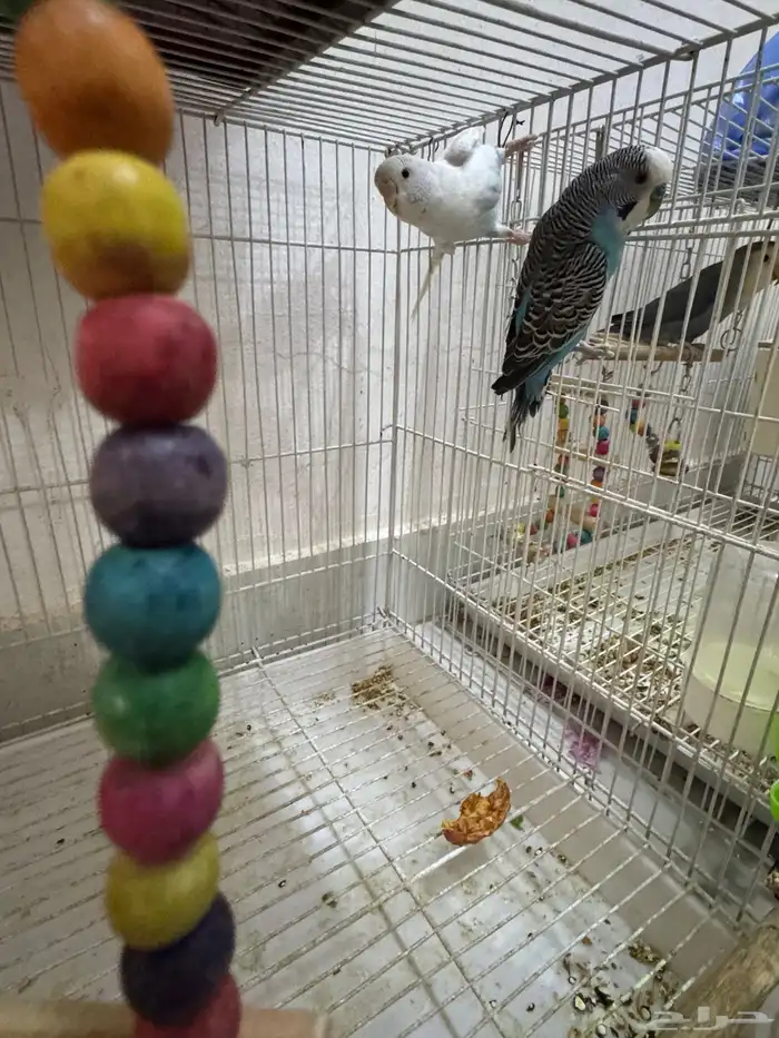 طيور الحب بادجى و روز للبيع 0