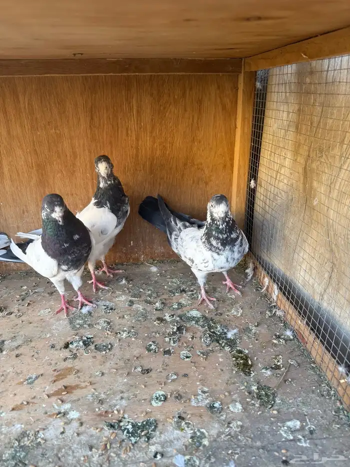 حمام باكستاني 0