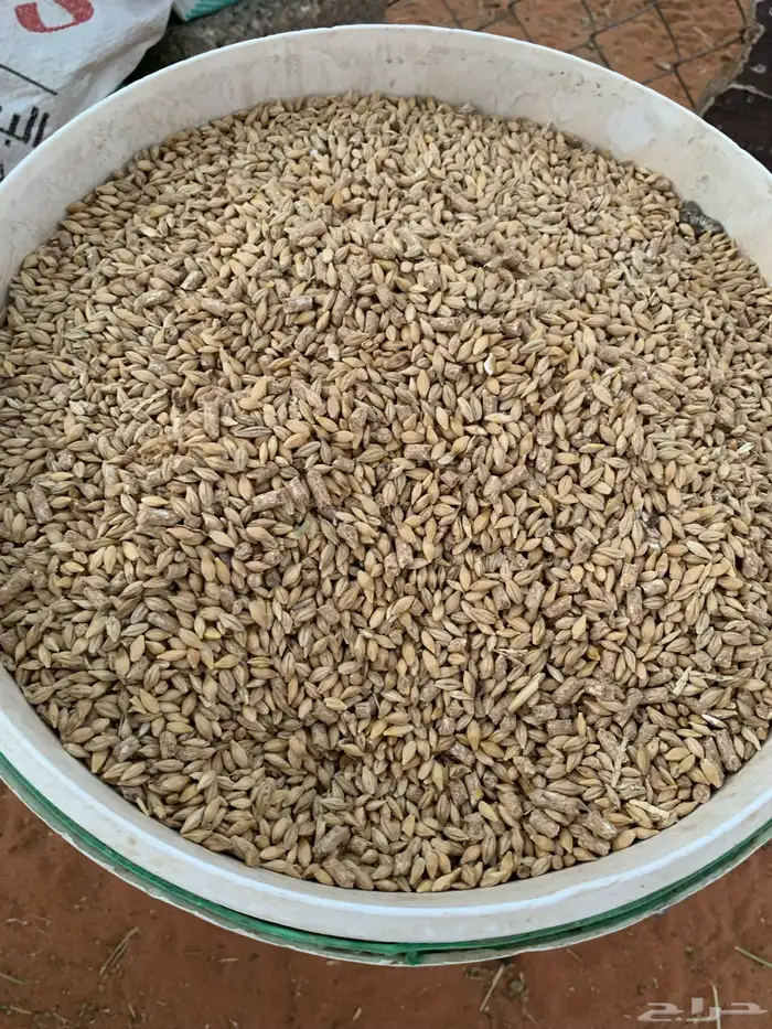 14 رخل نعيمية  جذعات فل شحم 3