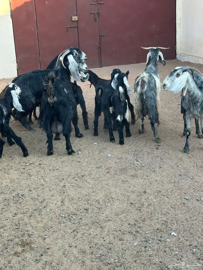 معزا مواليد 7حدرها 13 3