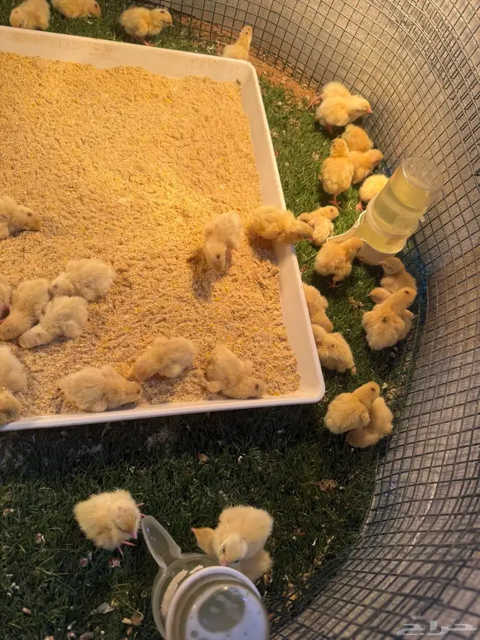 فروخ سمان تكساس بيور وعلى الشرط 1