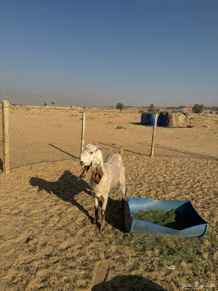 عنز ثنيه طيبه جدا فاخره العنز مقروعه لها حول شهر 3