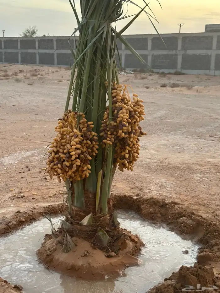 نخيل مثمر للبيع يتوفر توصيل وزراعه 0