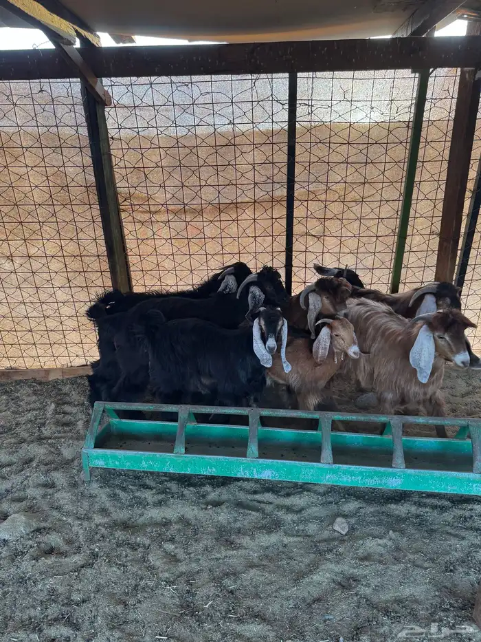 السلام عليكم ورحمة الله وبركاته 4