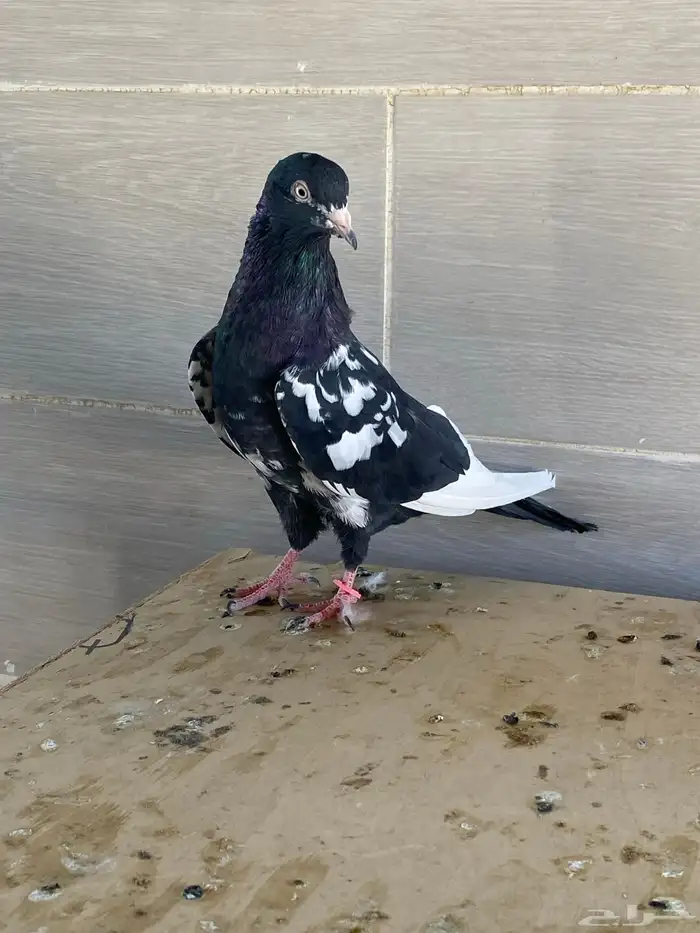 زوج رام بوري آخر ريشه 12