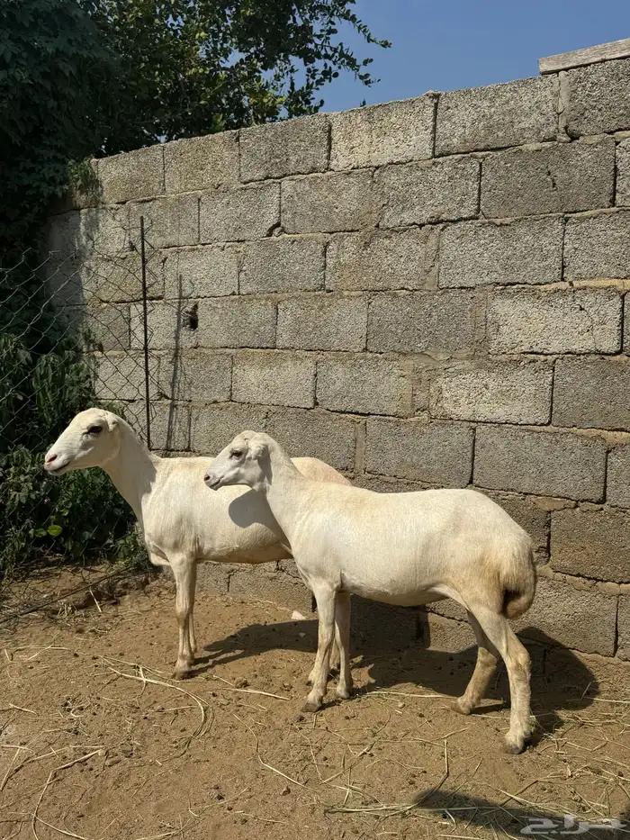 2 نعاج قرايب 0