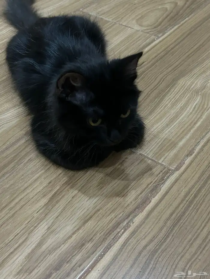 قط ذكر لتبني عمره خمسه اشهر معه ليتربوكس 4