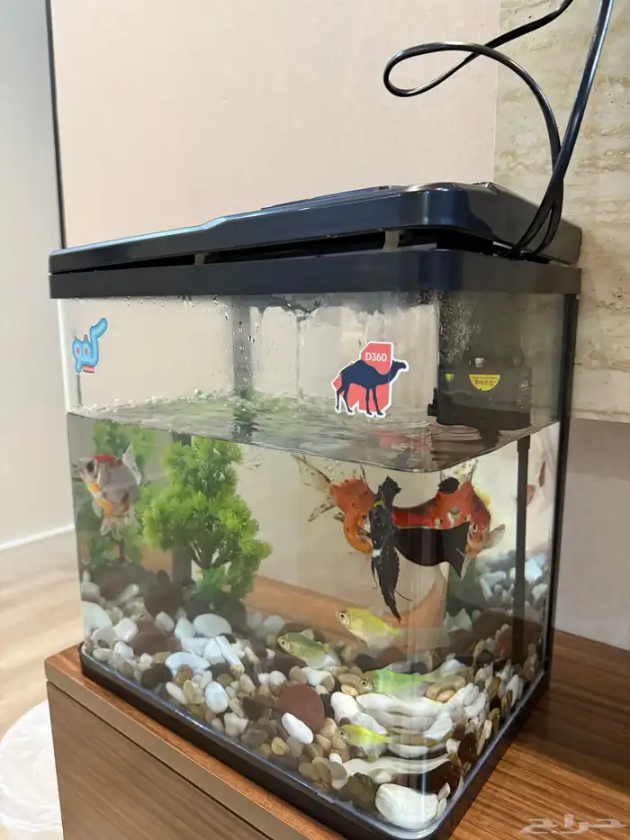 حوض اسماك مع اسماك 1