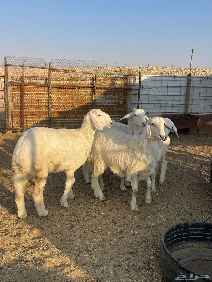 رخال صنف حرش مراح 2