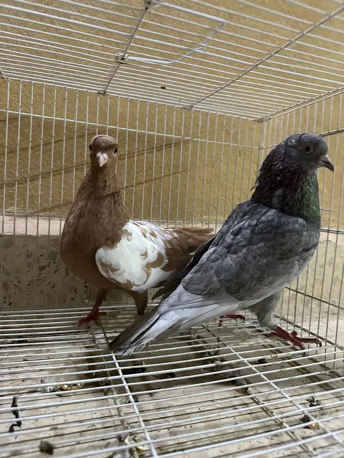 حمام قطيفي 1