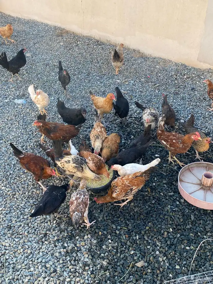 دجاج بلدي للبيع الموقع بيشة 0