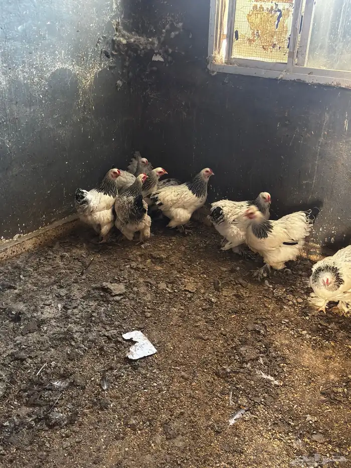 دجاج براهما للبيع 1