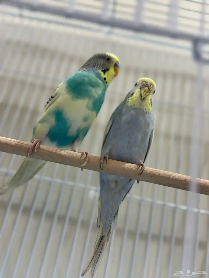 عصافير الحب للبيع 2