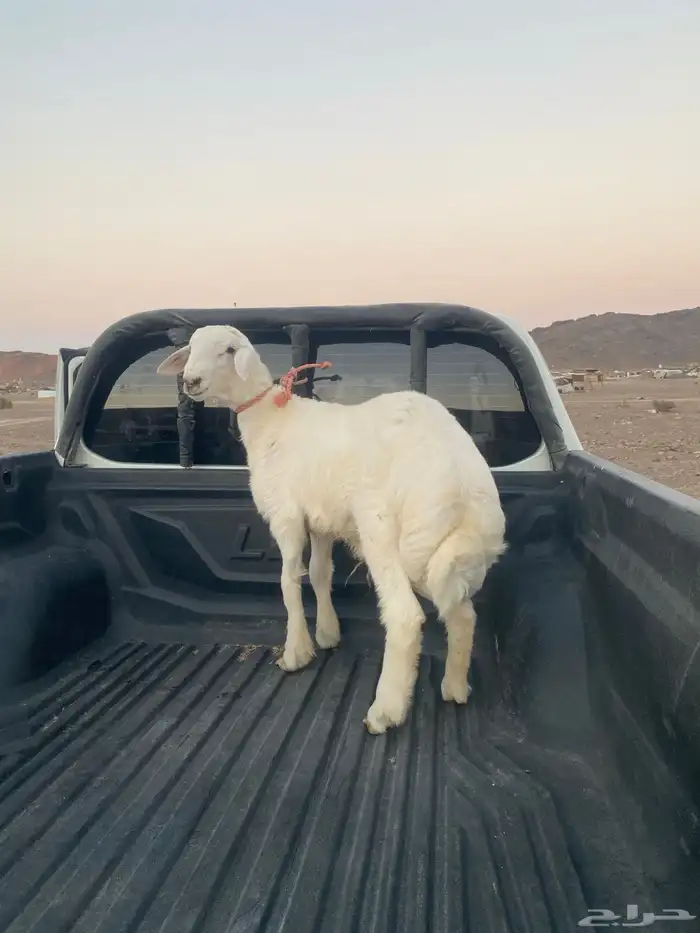 خروف ذبيحه فاخر 1