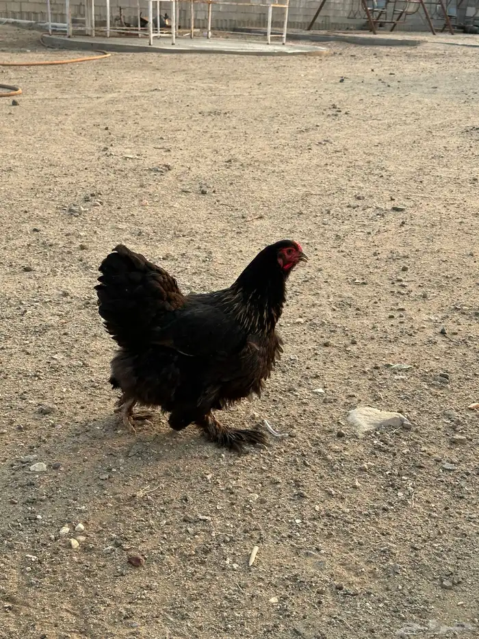 طقم دجاج براهما وديك 12