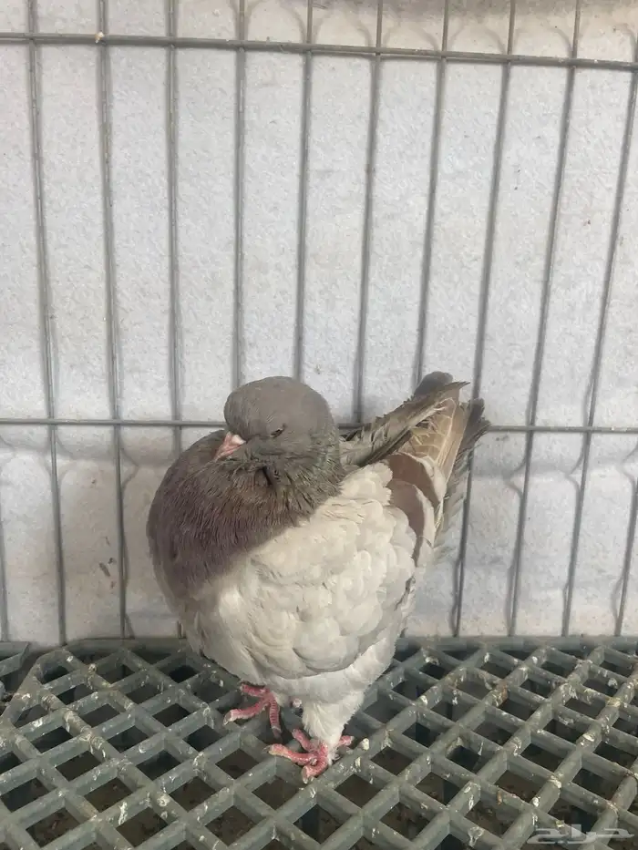 جوز مودينا مستوى فاخر جدا 1