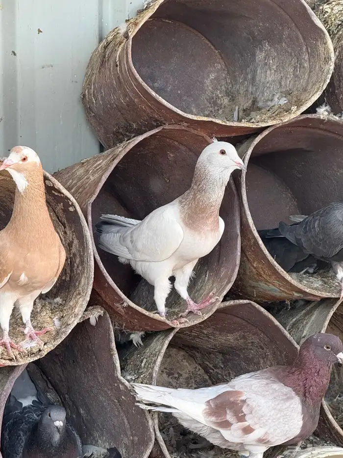 فواخر الحمام الخشن السوري 2