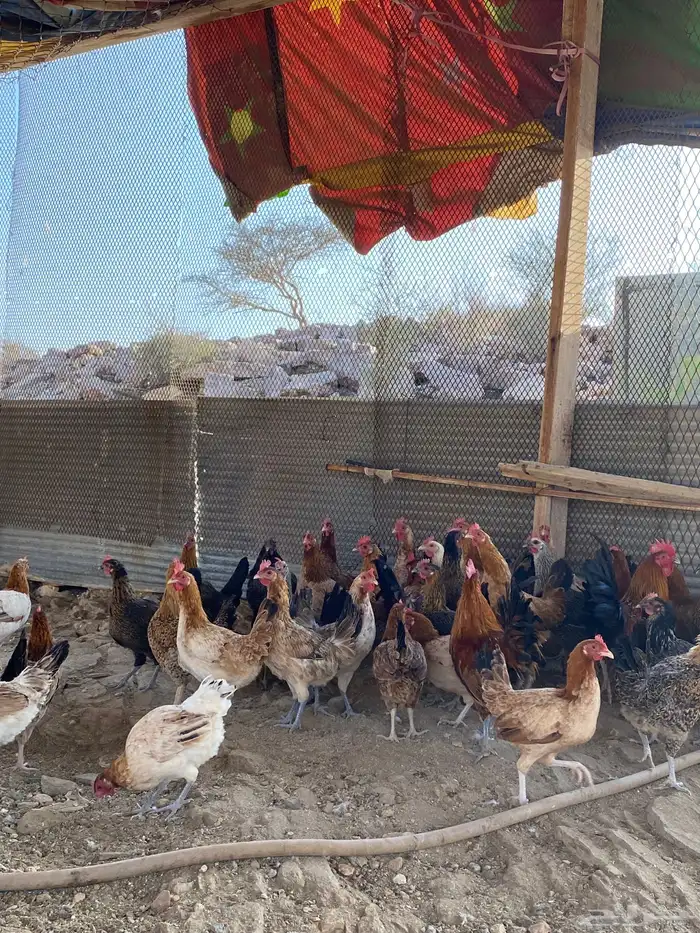 دجاج بلدي بياض شرط فواتح حمر 4