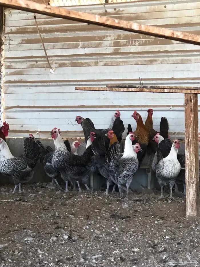 دجاج فيومي العدد 30 -  35 2