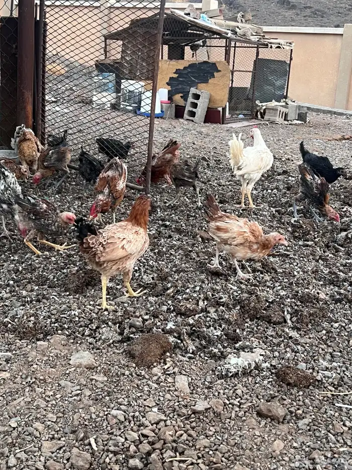 دجاج وديوك للبيع 2