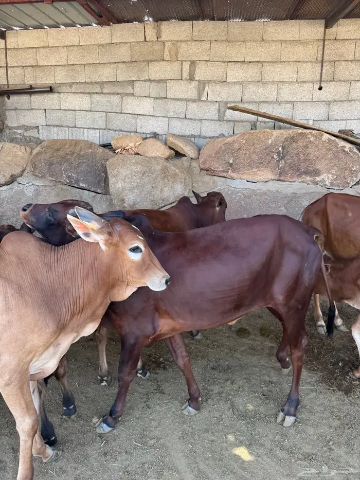 حسلان للبيع بلدي 6