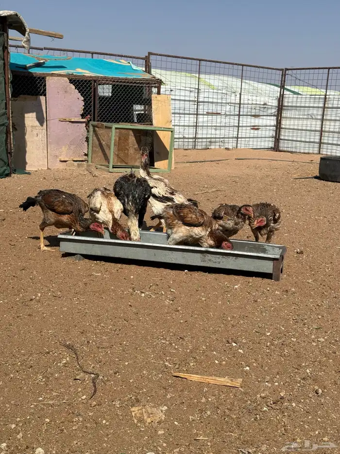 دجاج شامو ياباني 11