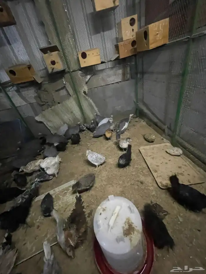 يوجد صوص حبشي ورمي وبرهما عمر 3 شهور الى4 0