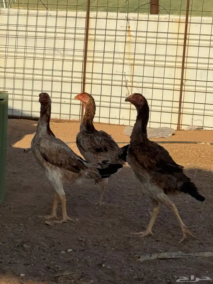 دجاج شامو ياباني 19