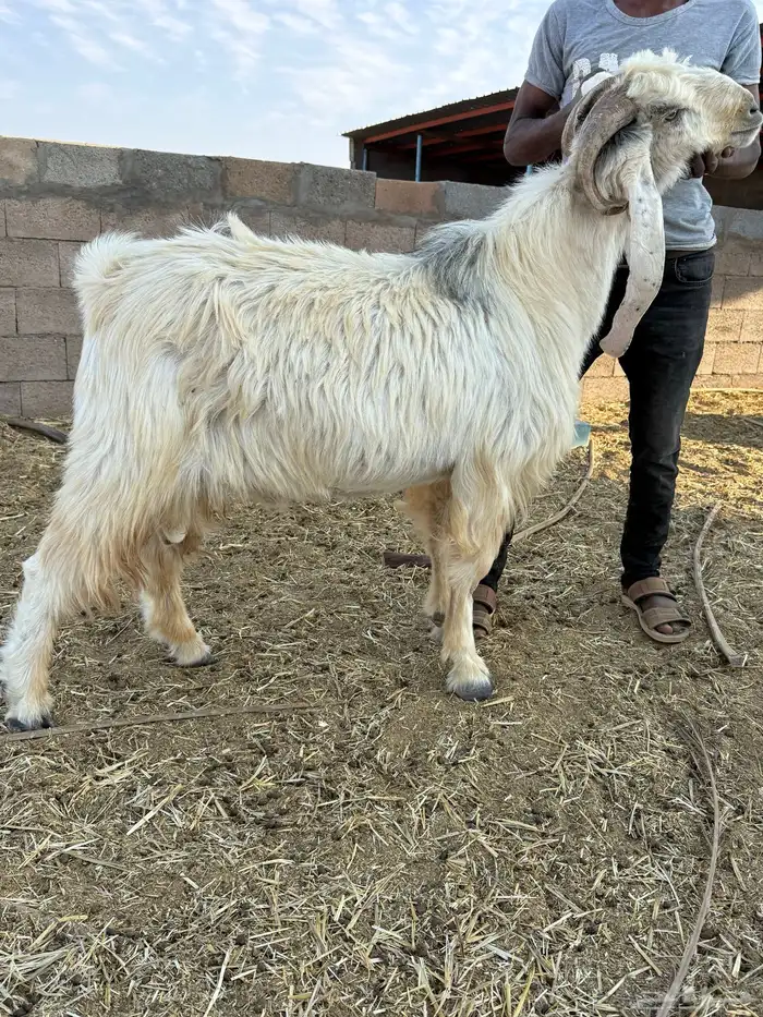 فحول بورقوت اصل - وعارضي ابيض - ومطور 5